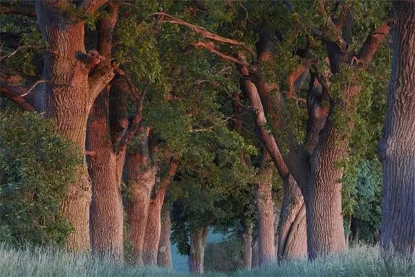 久盛地板：櫟木價格瘋長，困局如何打破