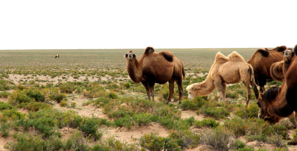 大自然家居挺進阿拉善，揭開神秘的面紗