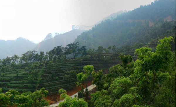 光照人茶業(yè)品牌4月21日亮相北京國際民宿產(chǎn)業(yè)博覽會